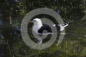 A Kelp Gull (Larus dominicanus) swimming