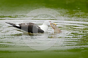 Kelp Gull, Larus dominicanus, water bird with open bill, Finland. Widlife scene from nature. Bird from Europe.Gull feeding on trou