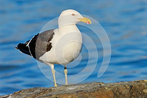 Kelp Gull in Patagonia