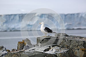 Kelp Gull on a rock in Antarctica