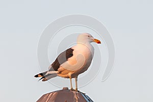 Kelp gull in the setting sun at Walvis Bay