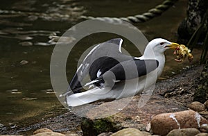 A Kelp Gulls (Larus dominicanus) catches a prey