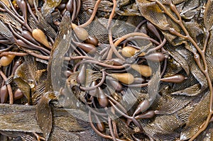 Kelp on the beach