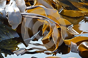 Kelp seaweed (Laminaria digitata)