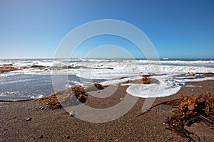 Kelp and seaweed washed ashore on Moonstone Beach in Cambria on the central coast of California Unted States photo