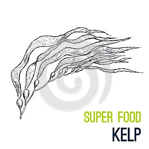 Kelp. Super food hand drawn sketch vector