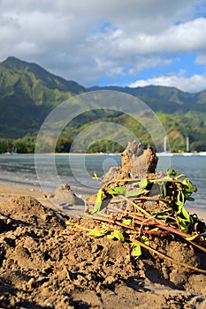 Kelp is wrapped around a sand mound