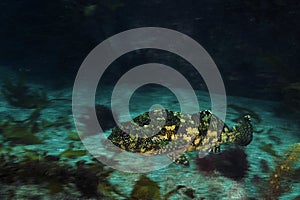 Kelpfish