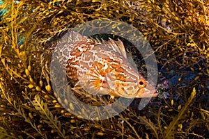 Kelpfish