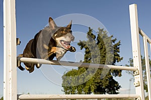 Kelpie in agility