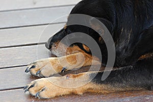 Kelpie Blue Heeler