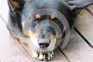 Kelpie Dog Resting