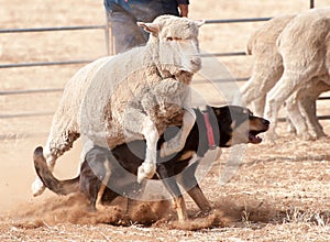 A kelpie has a close encounter with a sheep.