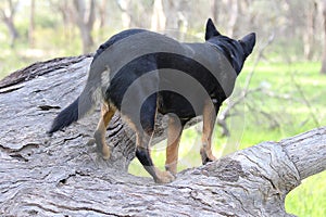 Kelpie Hunting Rabbits