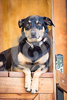 Kelpie Sheepdog in a Shearing Shed Australia