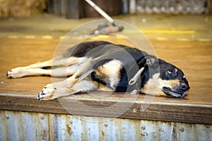 Kelpie Sheepdog in a Shearing Shed Australia