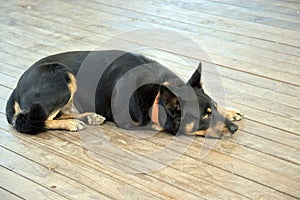 The kelpie is a working dog