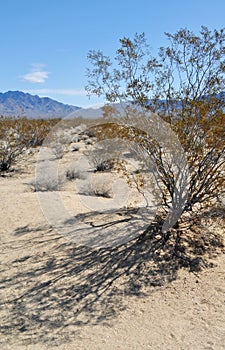 Kelso Dunes Creosote Bush, Mojave National Preserve