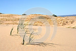 Kelso Sand Dunes, Mojave Desert, California