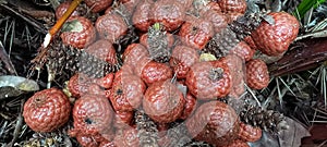 Kelubi Fruit With A Characteristic Brownish Red Color