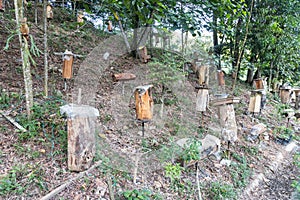 Kelulut honey stingless bee cultivation in Malaysia
