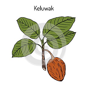 Keluwak Pangium edule eatable plant.