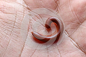 Keluwing Spirostreptus animal photo