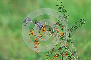 Kemade bird (Dicaeum trochileum) feed their young