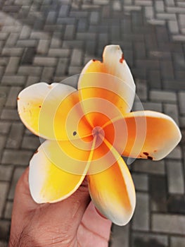 Kemboja flower, with a white and orange color combination