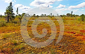 Kemeri National park. photo