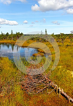 Kemeri National park. photo