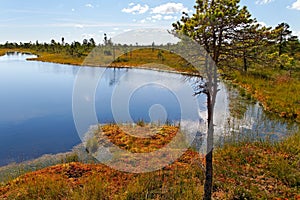 Kemeri National park. photo