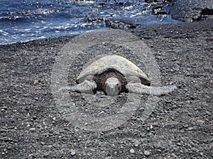 Kemp's ridley sea turtle on the beach photo