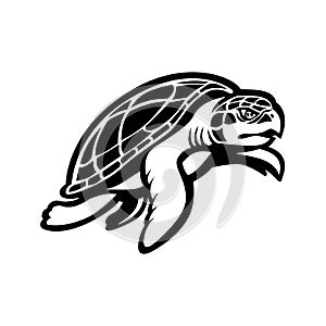 Kemp`s Ridley Sea Turtle Swimming to Right Mascot Black and White photo