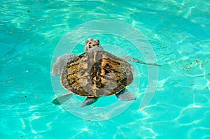 Kemp's ridley turtle lora swimming in sea