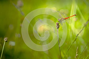 Kempense heidelibel, Spotted Darter, Sympetrum depressiusculum