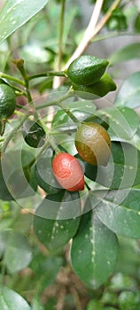 kemuning flower fruit