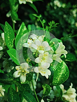The kemuning plant belongs to the Rutaceae or citrus family with characteristic leaves resembling orange leaves. photo