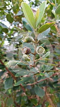 The kemunting tree plant in nature looks beautiful and has fruit with a sweet taste. Ripe fruit has a dark red and black color