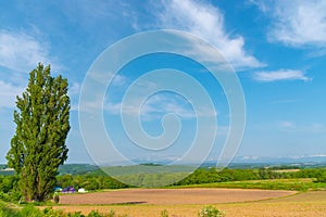 Ken & Mary tree, a large poplar tree. Famous spot in Biei Town