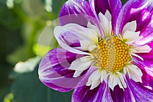 Ken`s Gala Dahlia, Partial View, Positioned Right