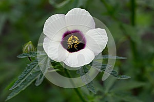 Kenaf Hibiscus cannabinus, white flower with maroon eye