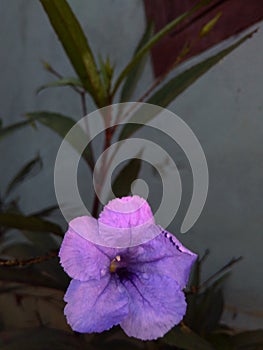 Kencana purple (Ruellia simplex)