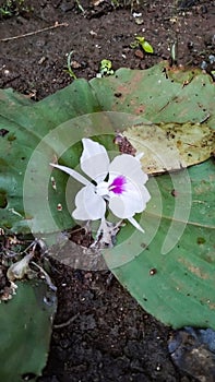 Kencur flower