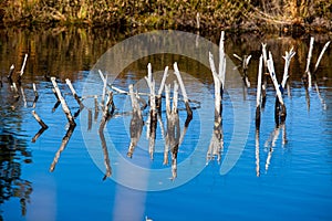 Kendlmuehlfilz near Grassau, an upland moor in Southern Bavaria, Germany