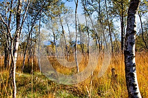 Kendlmuehlfilz near Grassau, an upland moor in Southern Bavaria, Germany