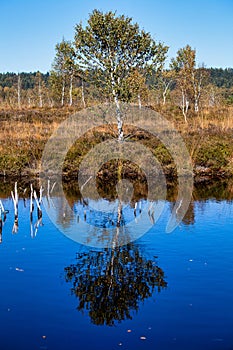 Kendlmuehlfilz near Grassau, an upland moor in Southern Bavaria, Germany