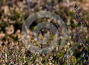 Kendlmuehlfilz near Grassau, an upland moor in Southern Bavaria, Germany