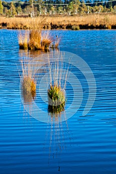 Kendlmuehlfilz near Grassau, an upland moor in Southern Bavaria, Germany