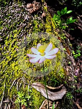 kenikir flowers, beside mossy stones
